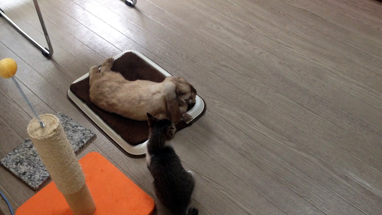 子猫の夏ちゃんとウサギのロップくん