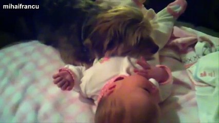 Download Video: Best Of Funny Cats And Dogs Protecting Babies Compilation 2014