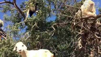 jb tk nawaz sharif isthefa ni dega hamar ihtejaj jari rahe ga,