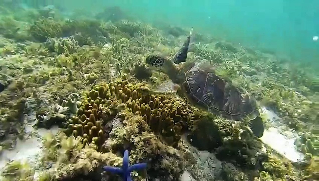 GoPro HD Extreme Sports Compilation Freediving