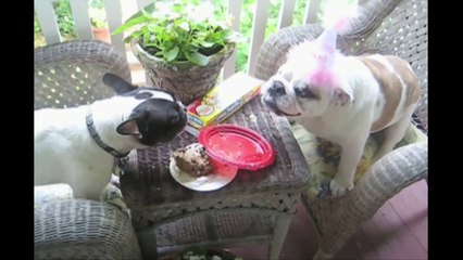 See The Bulldogs? What You’re About To Witness Will Make You Laugh Out Loud!