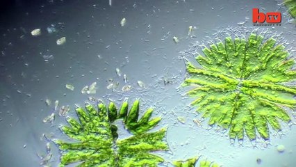 Microscopic Life In Single Drop Of Pond Water Pond Safari-copypasteads.com
