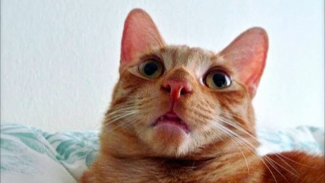 Cute cats feel confused - Funny cat compilation