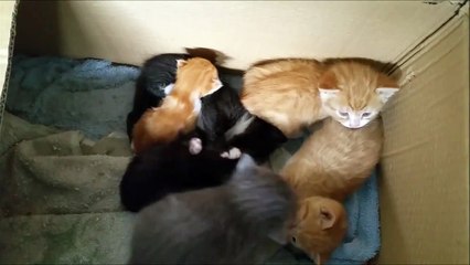 Cette chatte errante montre à un gérant de magasin que l’amour n’a pas de frontières (Part 2)