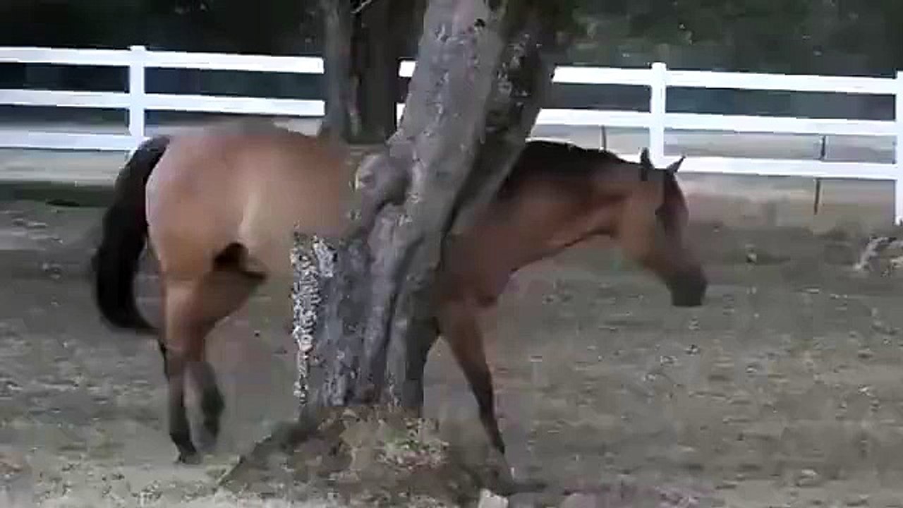 The smartest horse you will ever see