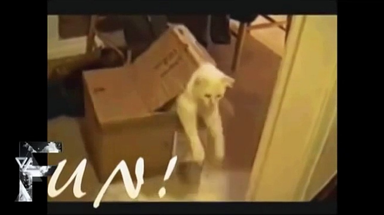 videoplayback