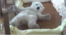 This Baby Polar Bear Is All Of Us Struggling To Find A Comfy Spot In Bed