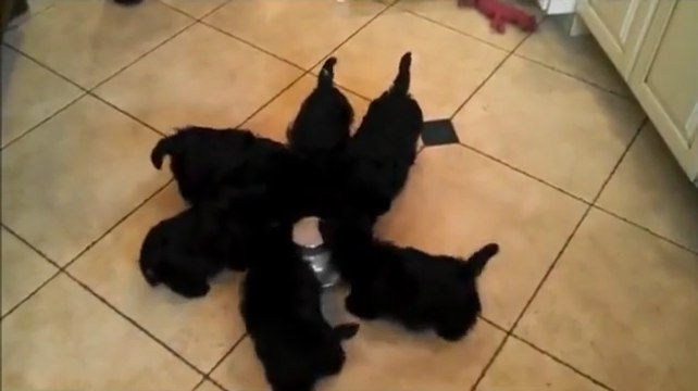 Puppies Performing Curious Dance While Eating Lunch