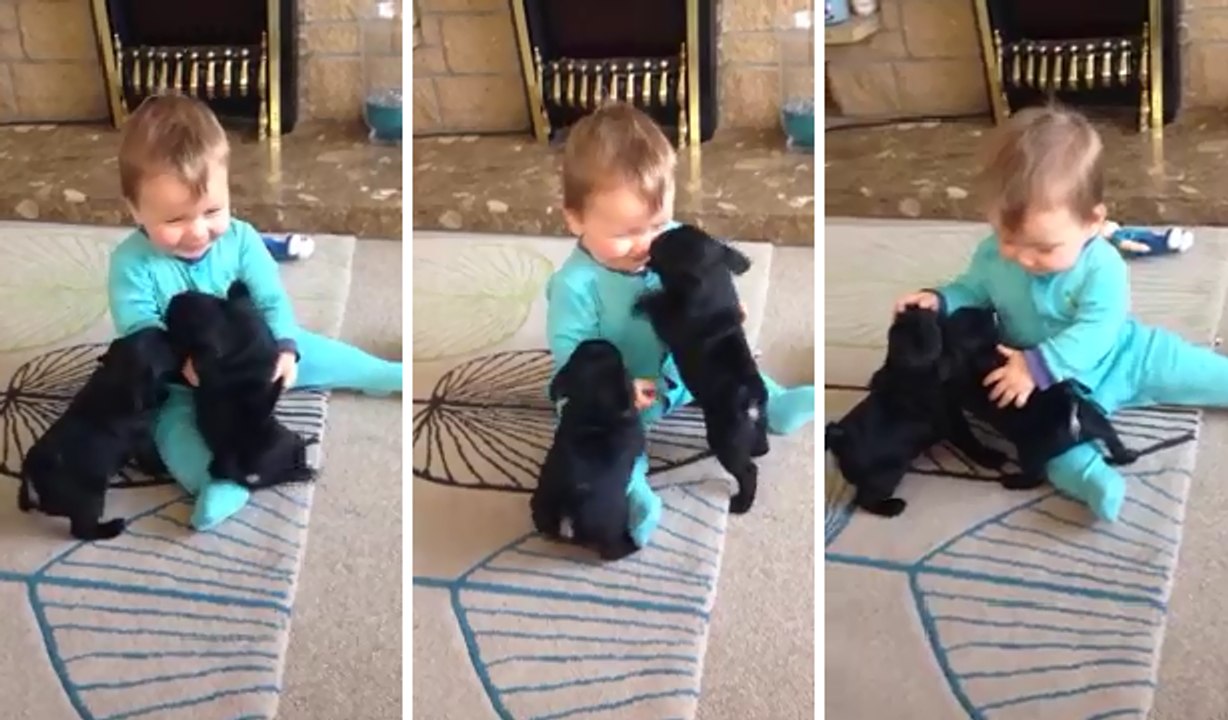 Cute Baby Can’t Stop Laughing At Kissy Pug Puppies