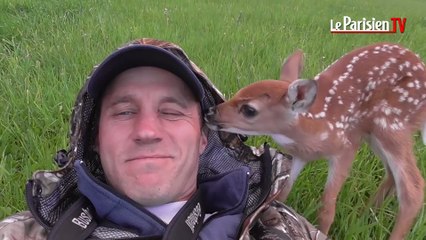 Ce faon abandonné ne veut pas quitter son sauveur