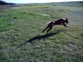 Ridgeback run