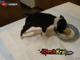 Yavru köpek yemek yerken kendinden geçiyor :D