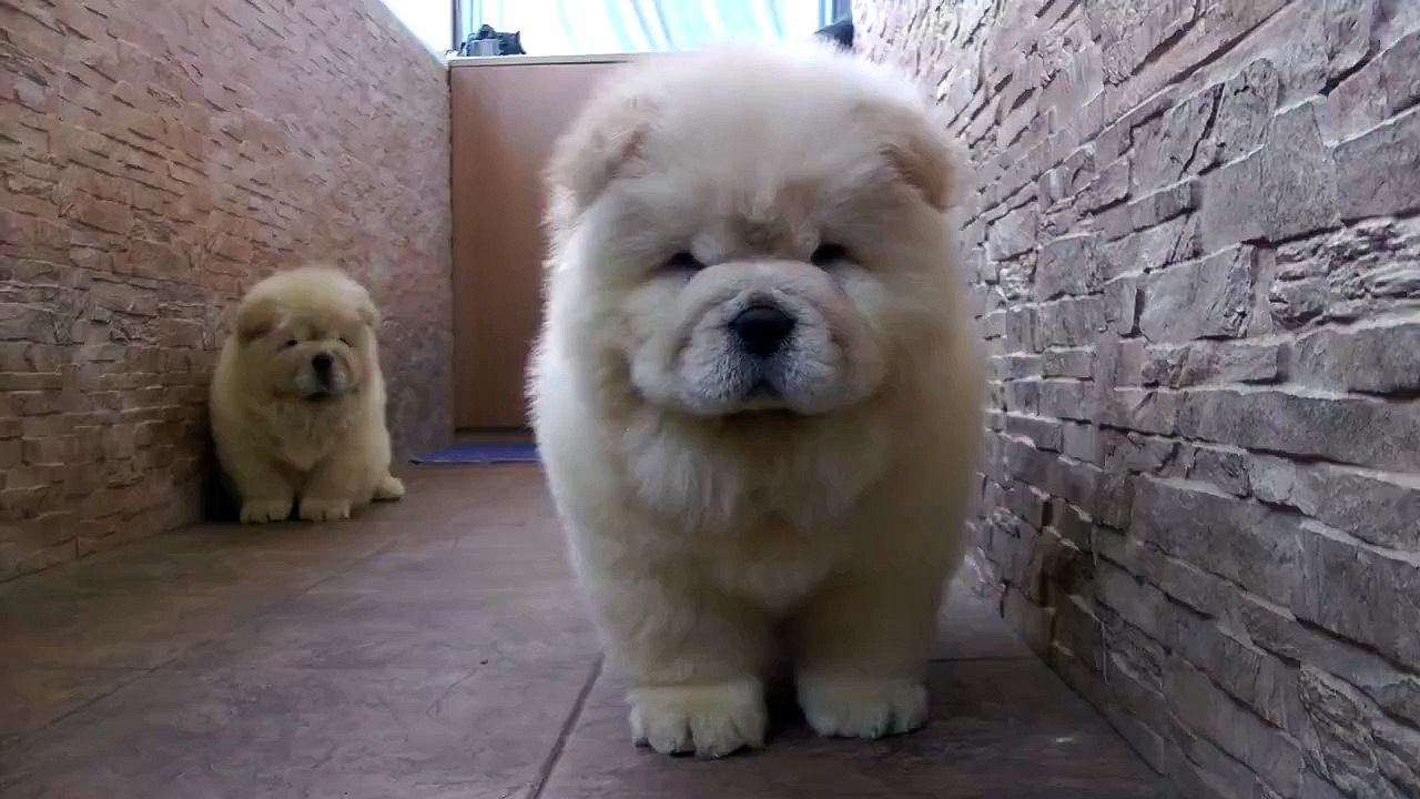 Caught between a floof and a hard place.