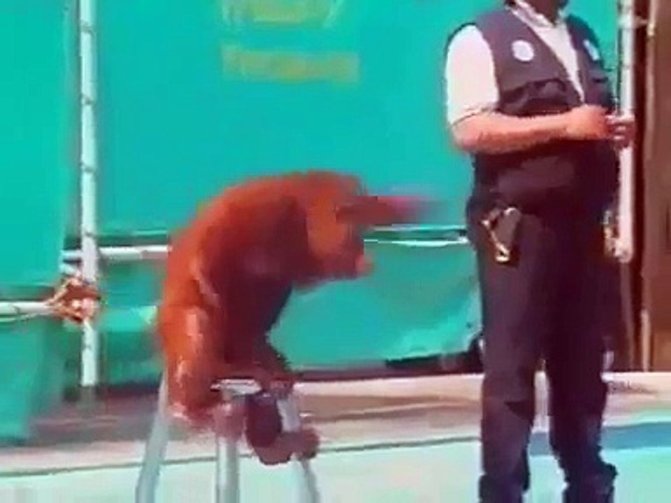 Don't Mess with a Monkey