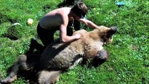 Grizzly Bear Has Heart Attack, Falls To Her Death-Entertainment Stuff-by Funny Videos Collection