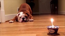 Adorable Bulldog is scared by his Birthday Cake and Candle