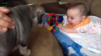 Puppies and Babies Playing Together Compilation 2014