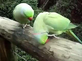 Parrot Talking Each Other