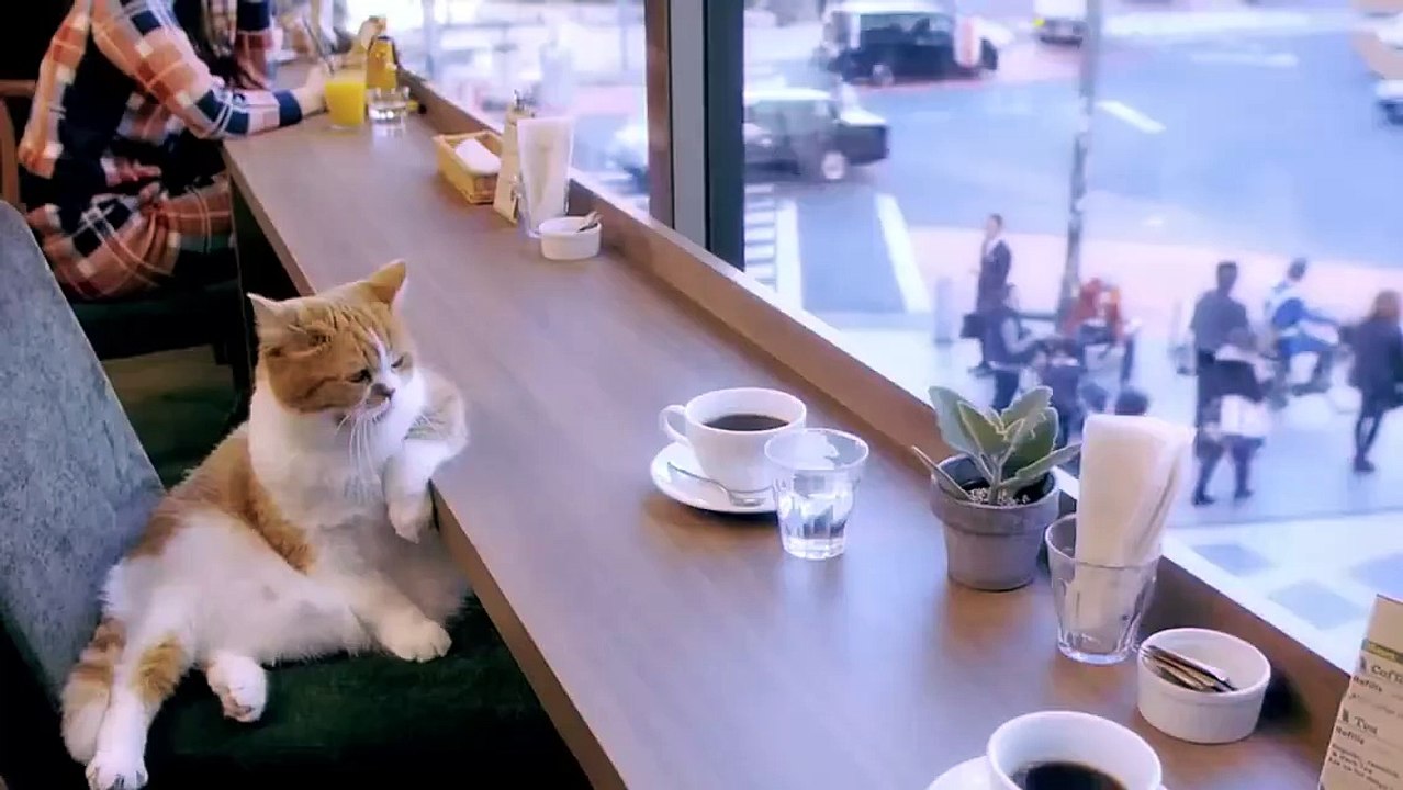 This Cat