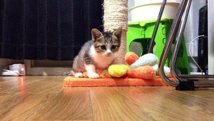 子猫の夏ちゃんの一人遊び