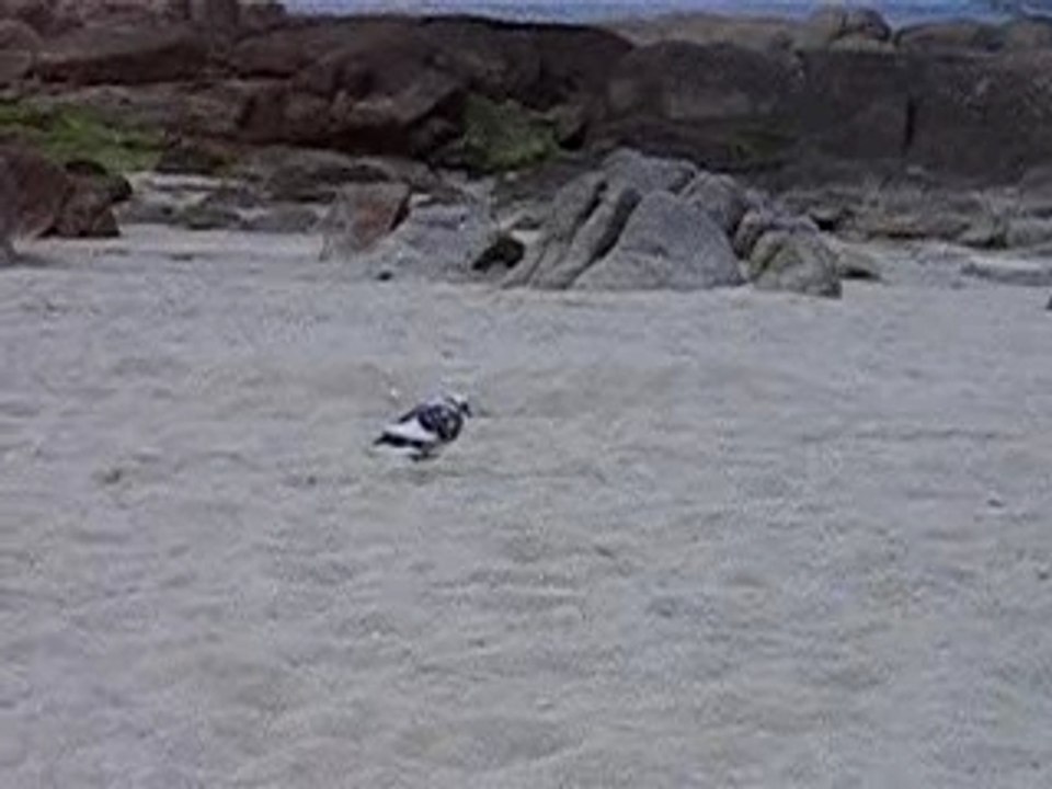 croucrou m'a rejoint hier sur la plage