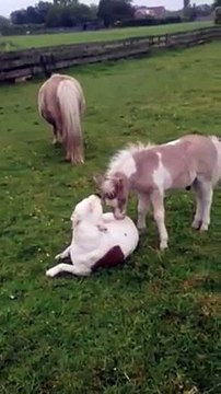 Staffy and Minihorse Bonding Session
