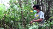 Indonesian forest fires threaten endangered Orangutans