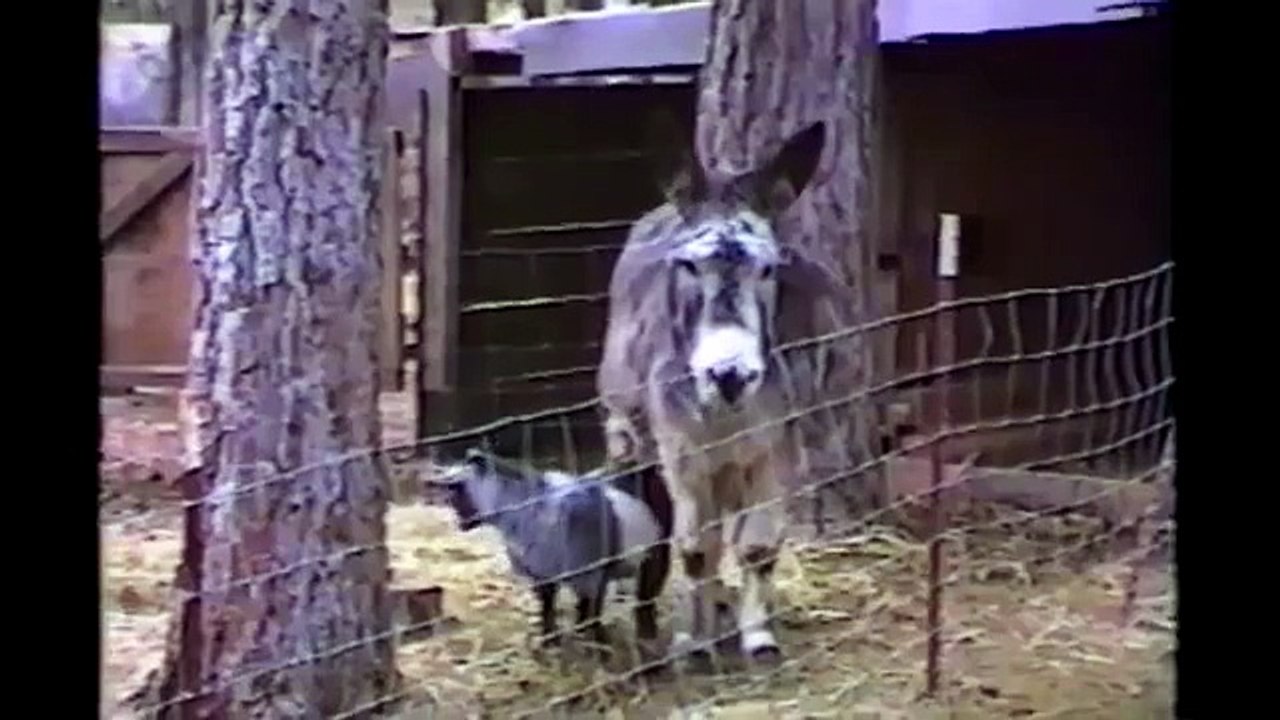 Cabra, burro, cerca, la libertad. Cabra superar obstáculos inteligente