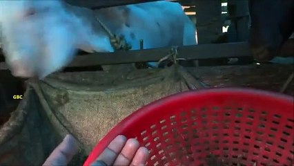 Gratitud Cabra. cabra divertida