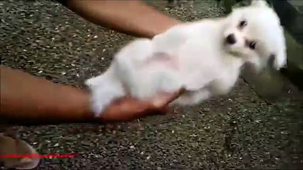 Canción de cuna para un cachorro. Pausa divertido perrito