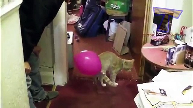 Chats et chiens contre des ballons. Les chats et les chiens drôles