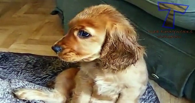 NUEVO! Cats and dogs with big cute eyes - Funny and cute animal compilation zxvf