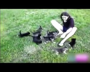 Amusant de Cat. funny cats