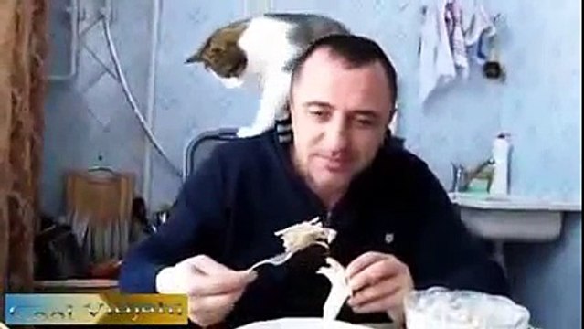 Statique Cat ambigus. Funny cat marques alimentaires