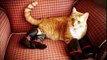 Chats et chiens de porter des chaussures. Chiens et chats en bottes
