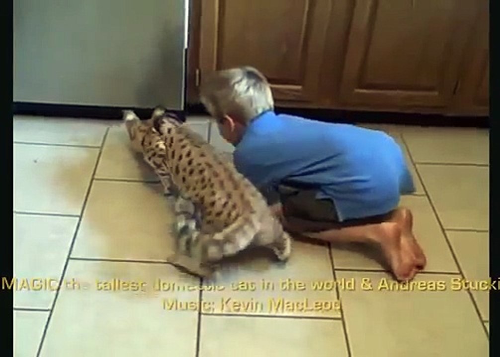 Ashera chat joue avec un garçon. Usher drôle et de l'enfant