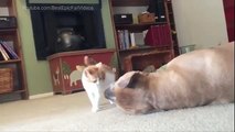 Un chaton et un gros chien. Drôle chaton jouant avec un gros chien