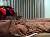Le chaton a sauté sur une couverture. Drôle chaton joue avec le propriétaire