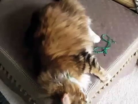 Chanteur Cat. Maine Coon Cat chante avec l'hôtesse