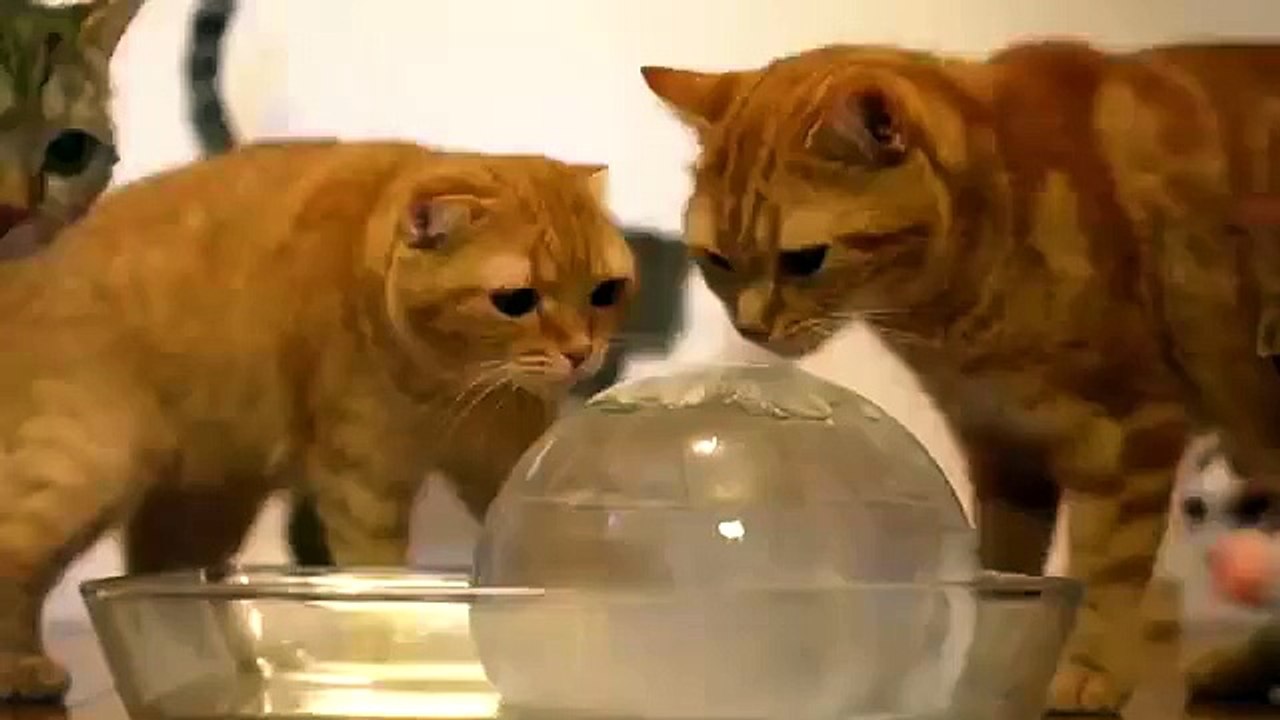 Chats et boule de glace. Chats drôles, chat et chatons avec boule de glace