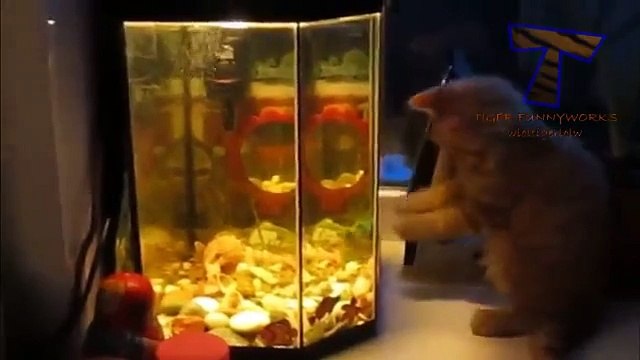 Chats contre aquariums. Amusez-vous avec les chats et les aquariums