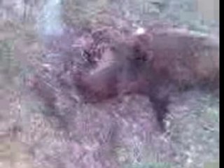 Chasse: Hunting Adventures and Tips