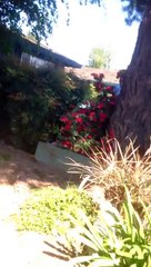 Quand ton voisin pète un cable en coupant son arbre dans le jardin