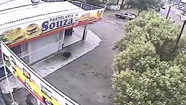 Le chien le plus chanceux du monde