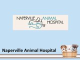 Naperville Animal Hospital - Comprehensive Pet Care