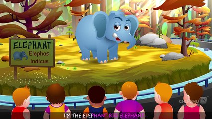 Finger Family Elephant - ChuChu TV Animal Finger Family Songs and Nursery Rhymes For Children