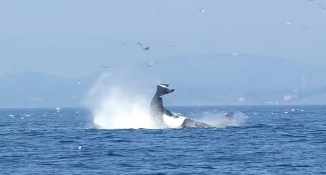 Une orque met un coup de queue à une otarie et la fait voler hors de l'eau