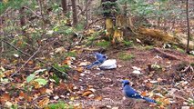 Bird Cam 3 - Blue Jays, Chickadee and a Grackle