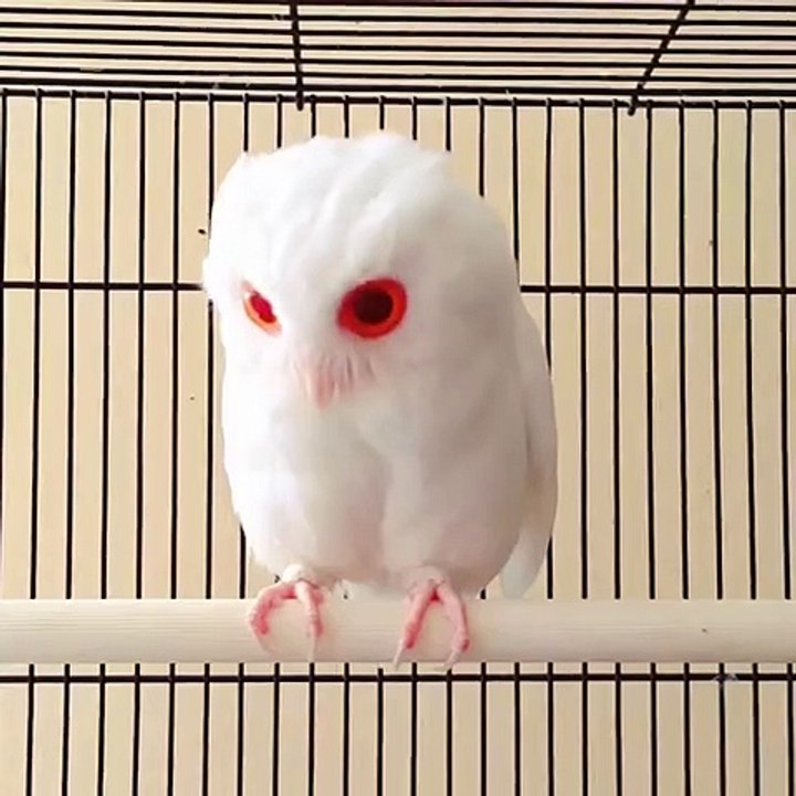 Chouette albinos