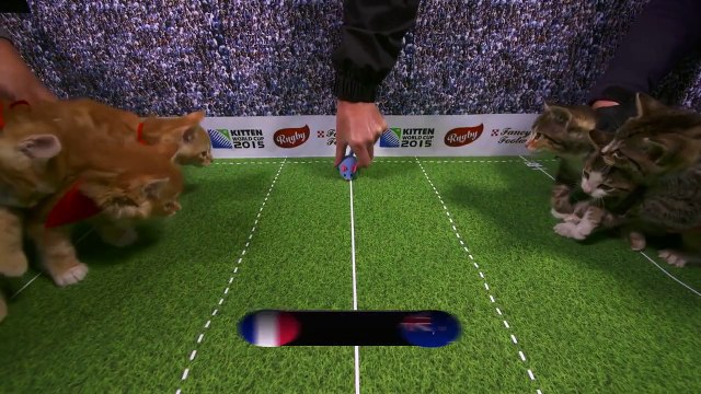 France - All Blacks avec des chatons (Rugby)